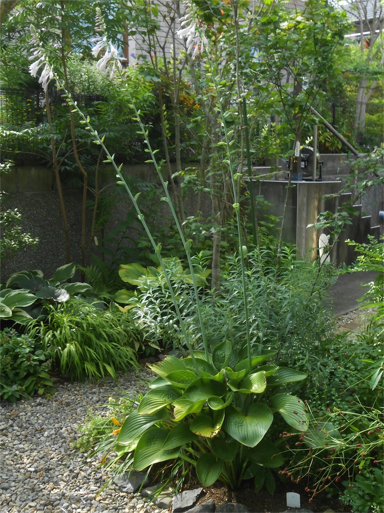 ホスタの花が凄いぞ。