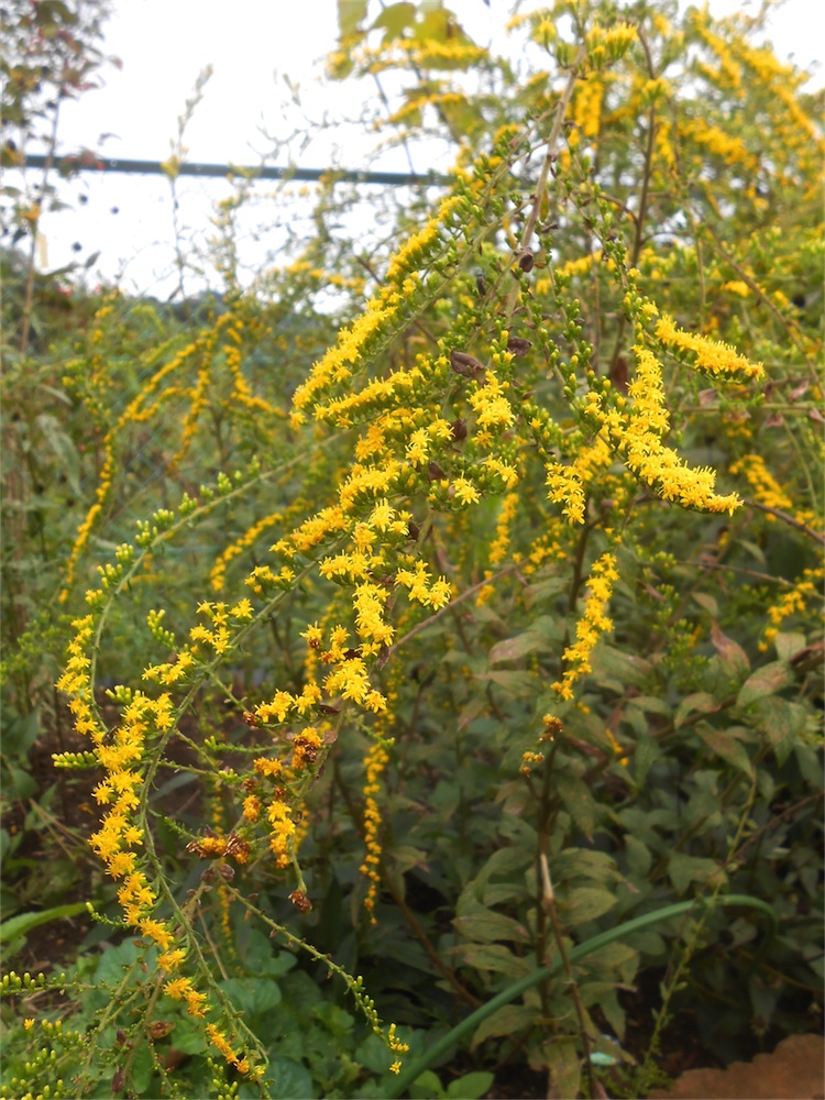 DSCN2231.jpg