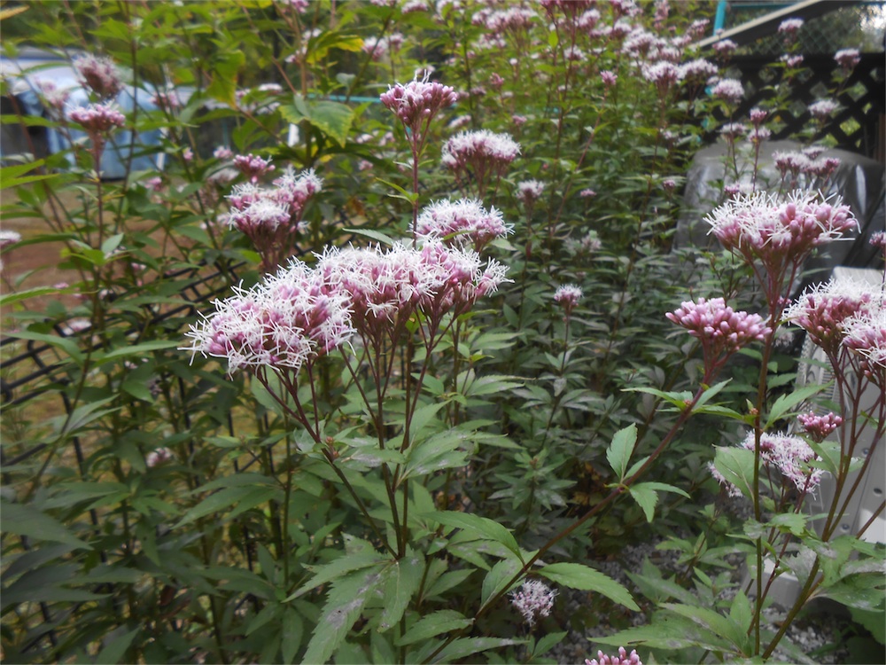 DSCN2272.jpg