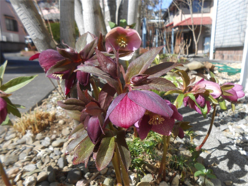 DSCN2369.jpg