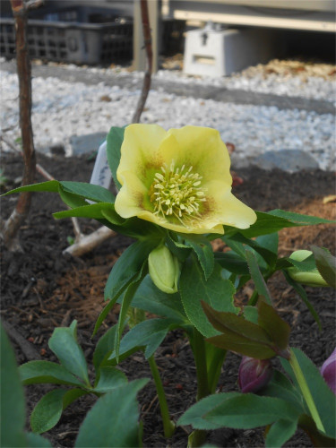 DSCN2387.jpg