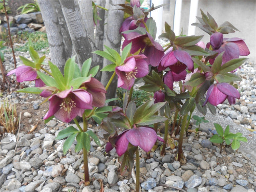 DSCN2390.jpg