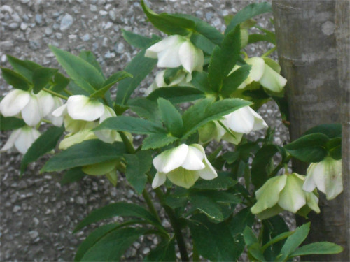 DSCN2394.jpg