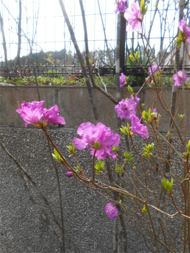 DSCN2410.jpg