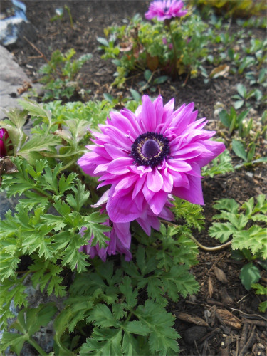 DSCN2411.jpg