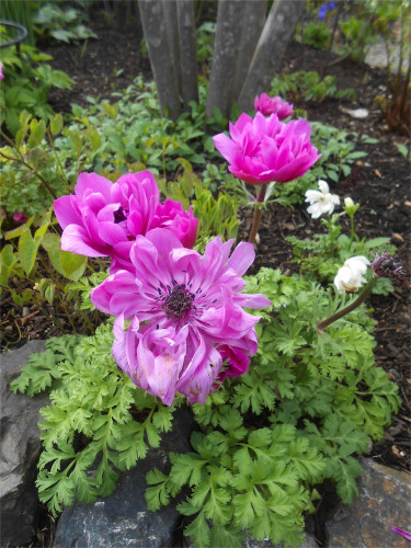 DSCN2440.jpg