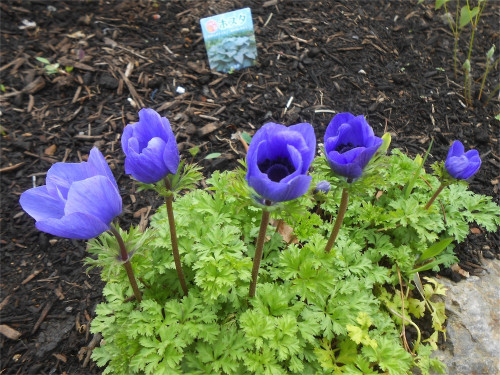 DSCN2443.jpg