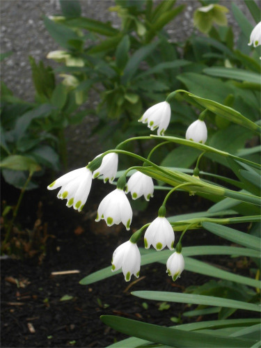 DSCN2446.jpg