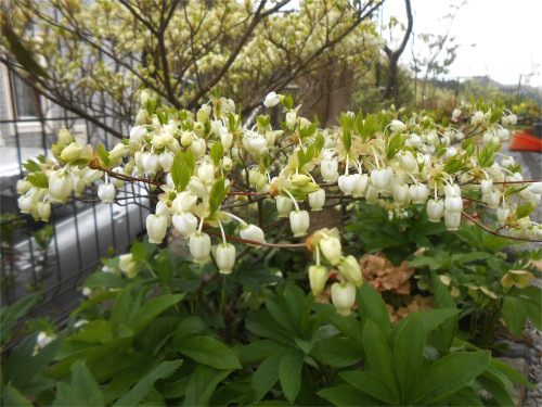 DSCN2465.jpg