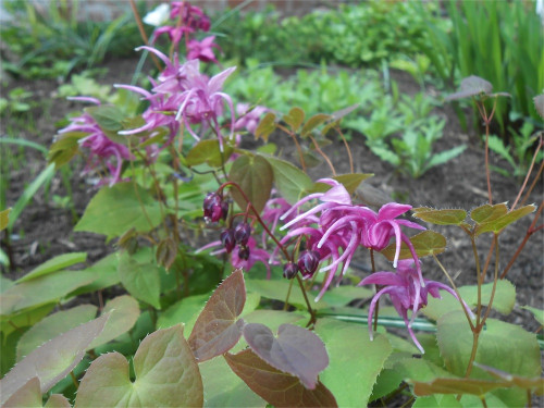 DSCN2466.jpg