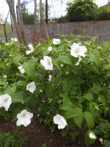 DSCN2475.jpg