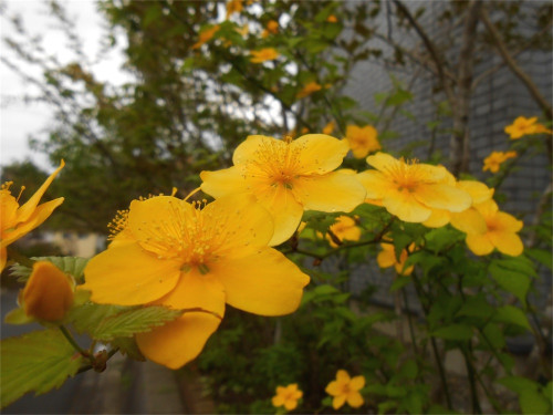 DSCN2477.jpg