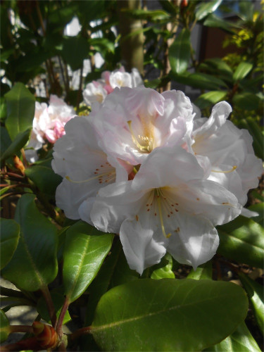 DSCN2486.jpg