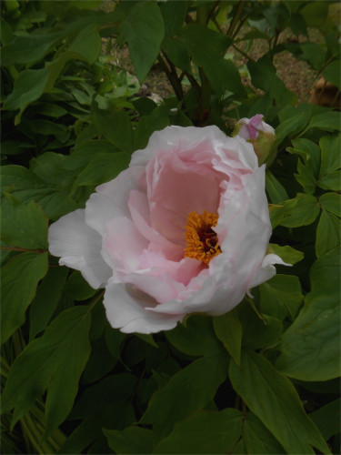 DSCN2496.jpg