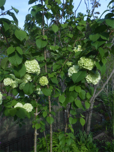 DSCN2509.jpg