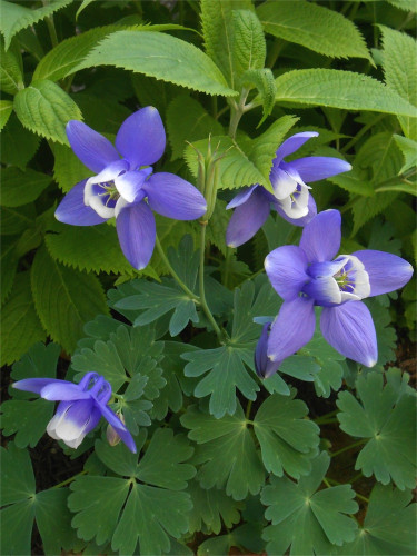 DSCN2516.jpg