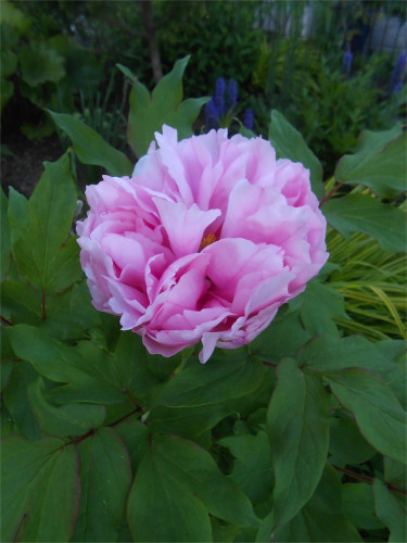 DSCN2521.jpg