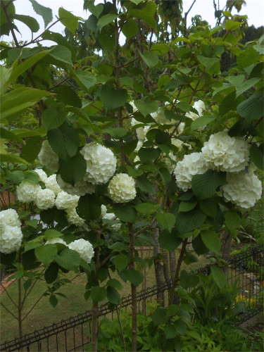 DSCN2529.jpg