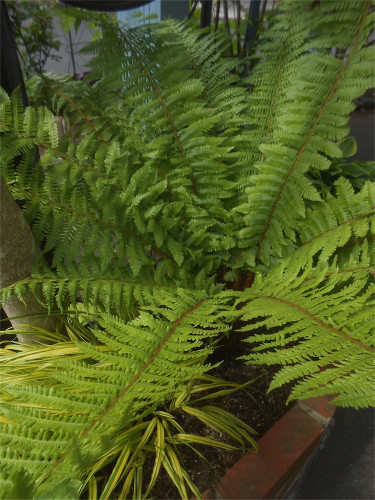 DSCN2542.jpg