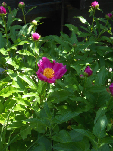 DSCN2552.jpg