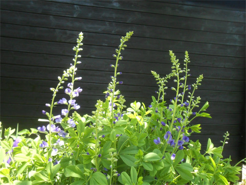 DSCN2554.jpg