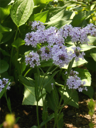 DSCN2558.jpg
