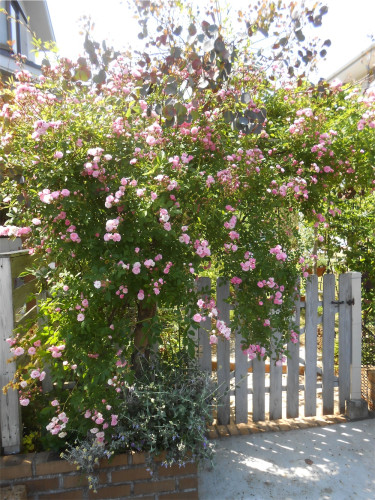 DSCN2568.jpg