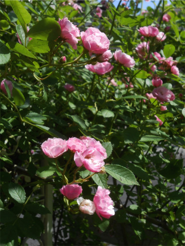 DSCN2572.jpg