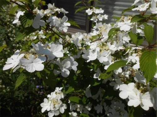 DSCN2576.jpg