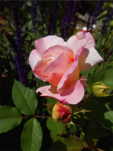 DSCN2579.jpg