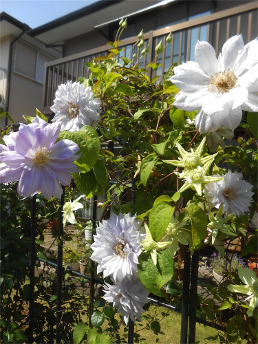 DSCN2593.jpg