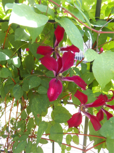DSCN2598.jpg