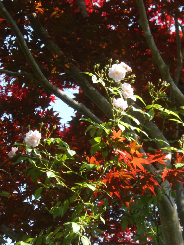 DSCN2607.jpg