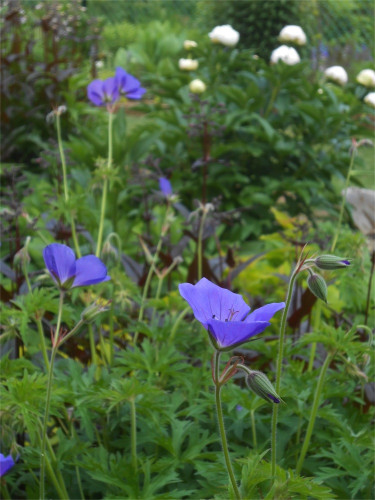 DSCN2618.jpg
