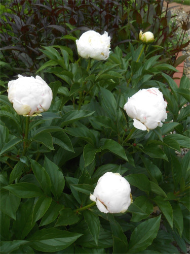 DSCN2621.jpg