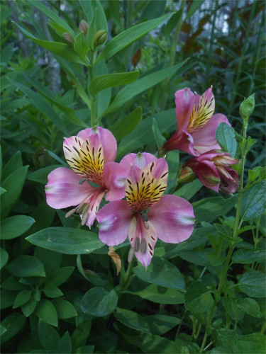 DSCN2627.jpg