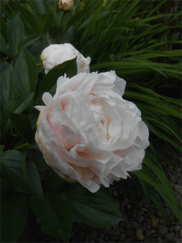 DSCN2628.jpg