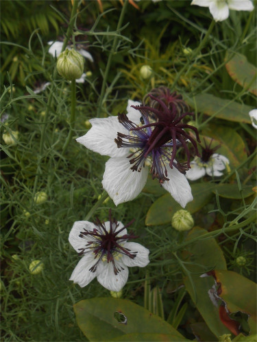 DSCN2630.jpg