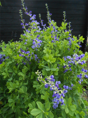 DSCN2643.jpg