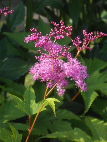 DSCN2652.jpg