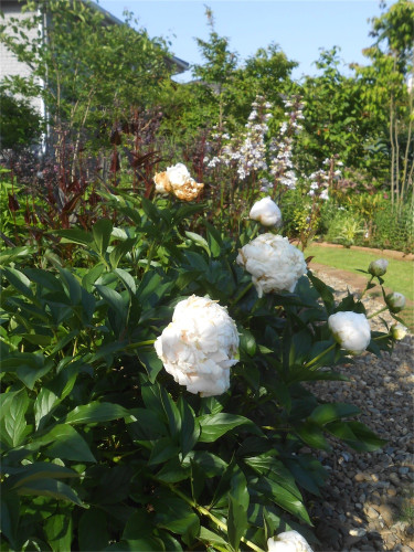 DSCN2656.jpg