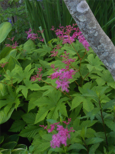 DSCN2660.jpg