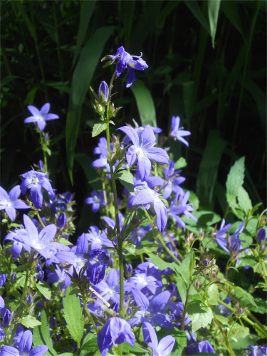 DSCN2664.jpg