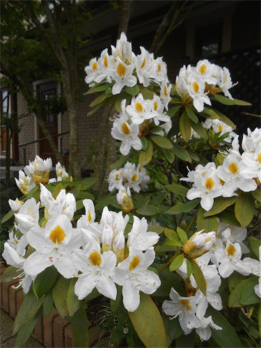 DSCN2666.jpg