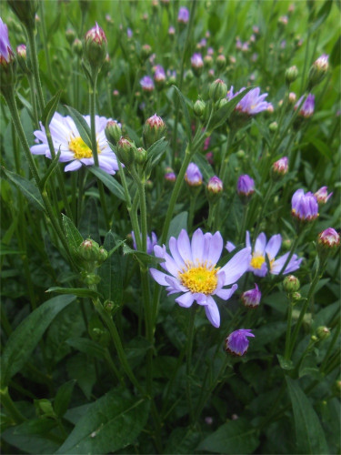 DSCN2684.jpg