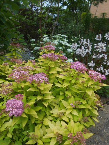 DSCN2673.jpg