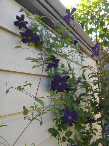 DSCN2701.jpg