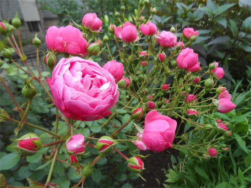 DSCN2711.jpg