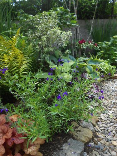 DSCN2715.jpg