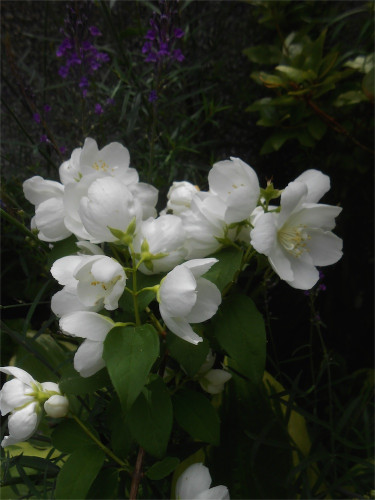 DSCN2716.jpg